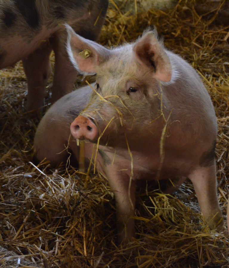 29./30. September:  Wurst und Fleisch vom Schwein